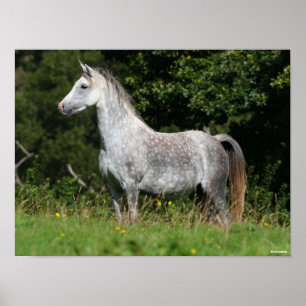 Bob Langrish Dapple Gray Welsh Pony Stehend Poster
