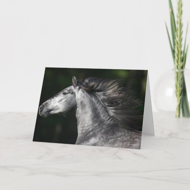 Bob Langrish | Dapple Grey Andalucian headshot Karte (Vorderseite)