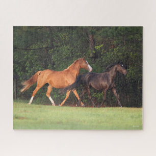 Bob Langrish   Deutsches Reitpony und Oldenburg