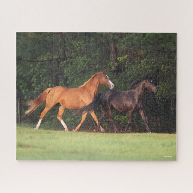 Bob Langrish | Deutsches Reitpony und Oldenburg (Horizontal)