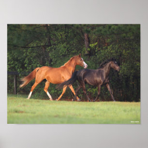 Bob Langrish Deutsches Reitpony und Oldenburg Poster