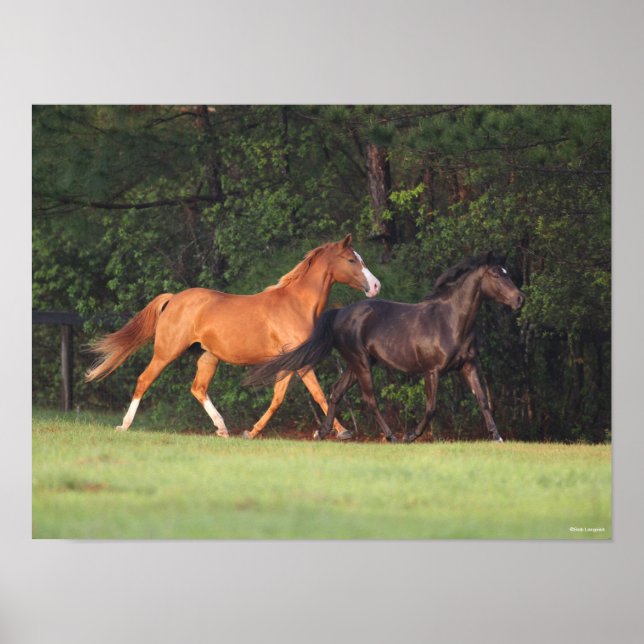 Bob Langrish | Deutsches Reitpony und Oldenburg Poster (Vorne)