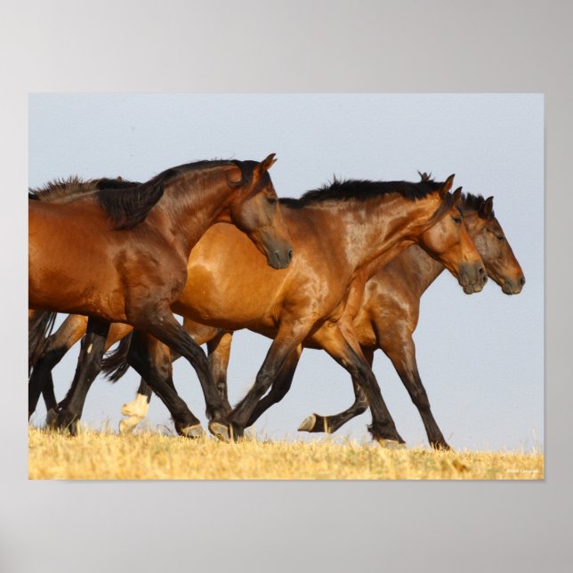 Bob Langrish | Drei andalusische Mares laufen Poster (Vorne)