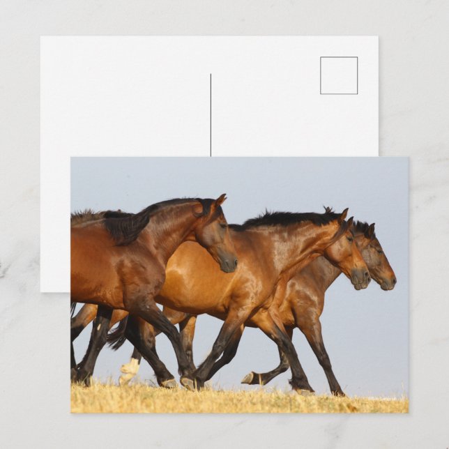 Bob Langrish | Drei andalusische Mares laufen Postkarte (Vorne/Hinten)