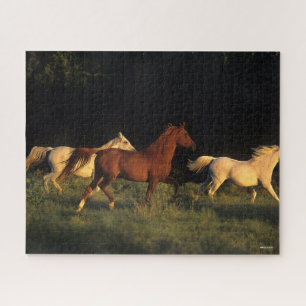 Bob Langrish drei Araber, die im Abend leuchten