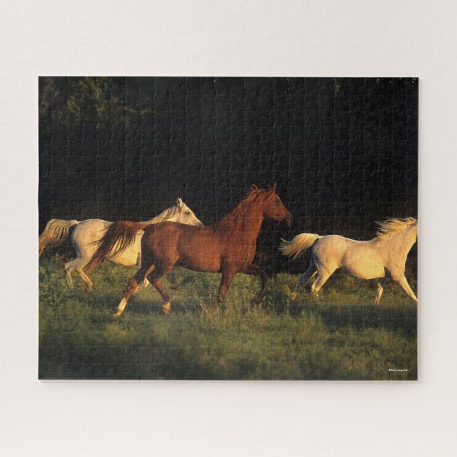 Bob Langrish drei Araber, die im Abend leuchten (Horizontal)