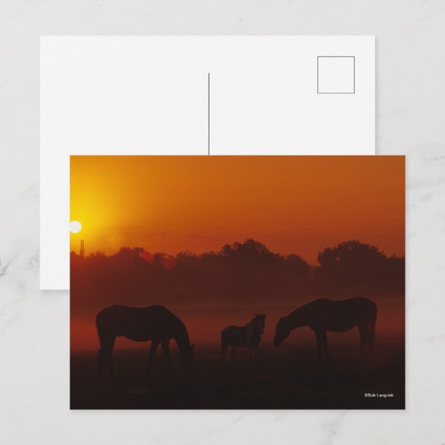 Bob Langrish | Drei Pferde grasen bei Sonnenunterg Postkarte (Vorne/Hinten)
