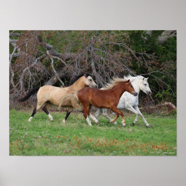 Bob Langrish | Drei Ponys, die zusammenlaufen Poster (Vorne)