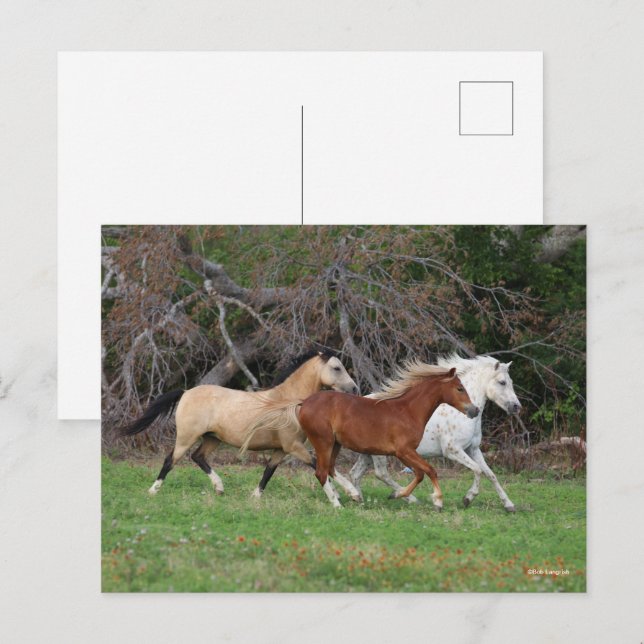 Bob Langrish | Drei Ponys, die zusammenlaufen Postkarte (Vorne/Hinten)