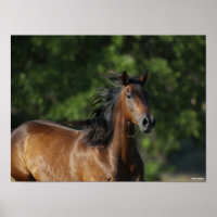 Bob Langrish | Dunkler Bay Quarter Horse Headshot