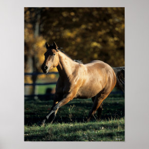 Bob Langrish Durchlaufpferd im Dun Quarter Poster