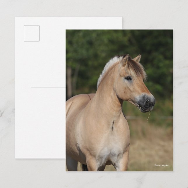 Bob Langrish | Fjord Horse Standing Headshot Postkarte (Vorne/Hinten)