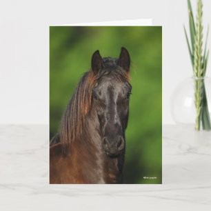 Bob Langrish   Friesian Horse Headshot Karte