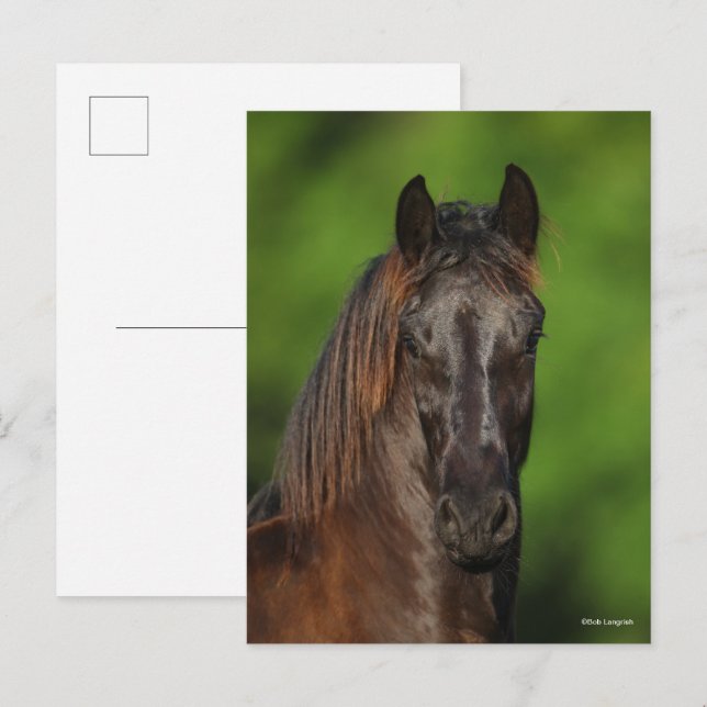 Bob Langrish | Friesian Horse Headshot Postkarte (Vorne/Hinten)