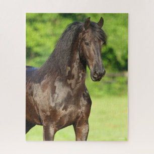 Bob Langrish   Friesian Horse Stehend Headshot