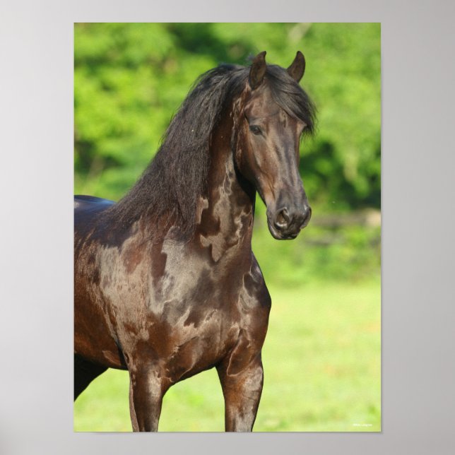 Bob Langrish | Friesian Horse Stehend Headshot Poster (Vorne)