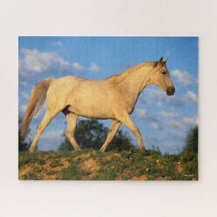 Bob Langrish Grau Arab Walking