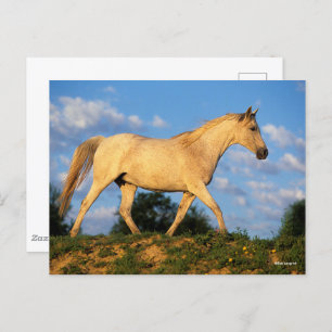 Bob Langrish Grau Arab Walking Postkarte