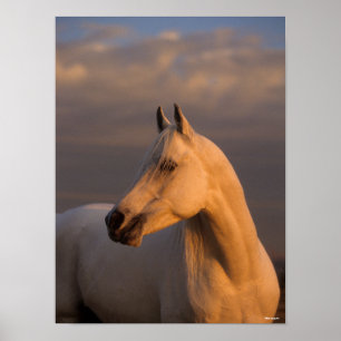 Bob Langrish Grau-Arabischer Headshot-Abend Poster