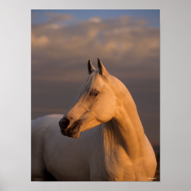 Bob Langrish | Grau-Arabischer Headshot-Abend Poster (Vorne)