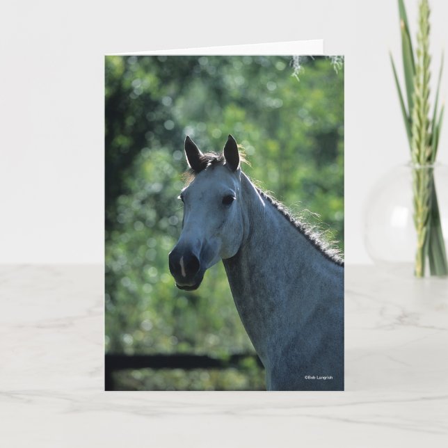 Bob Langrish Grau Niederländisch Warmblut Kopfsonn Karte (Vorderseite)