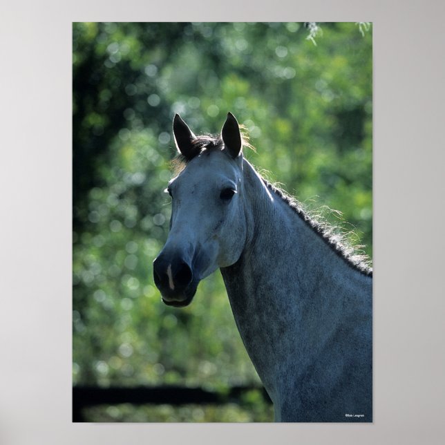Bob Langrish Grau Niederländisch Warmblut Kopfsonn Poster (Vorne)