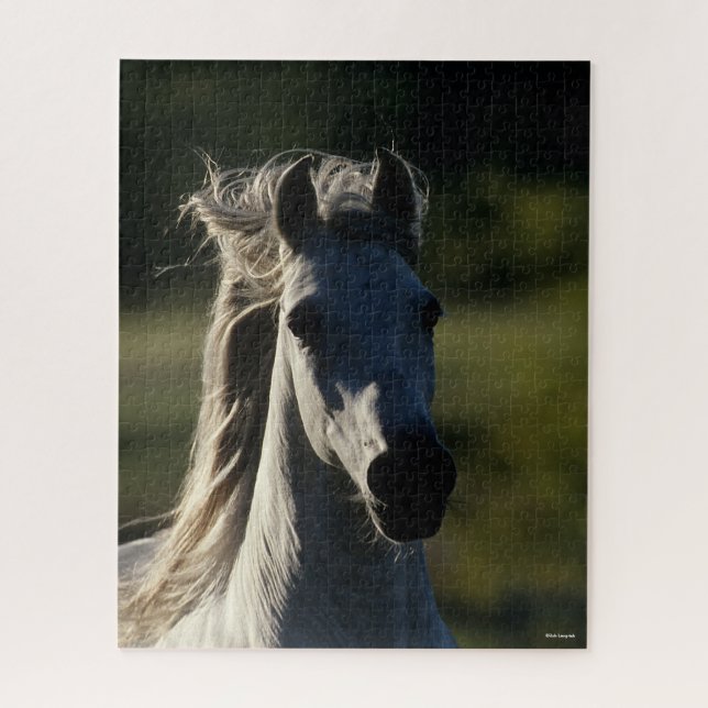 Bob Langrish | Graue andalusische Headshot Backlit (Vertikal)