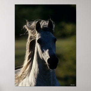 Bob Langrish Graue andalusische Headshot Backlit Poster