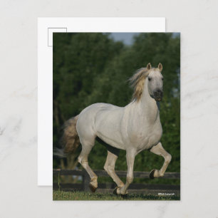 Bob Langrish Grauer andalusischer Running Postkarte