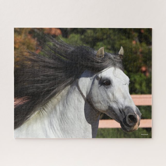 Bob Langrish | Grauer andalusischer Stallion Heads (Horizontal)