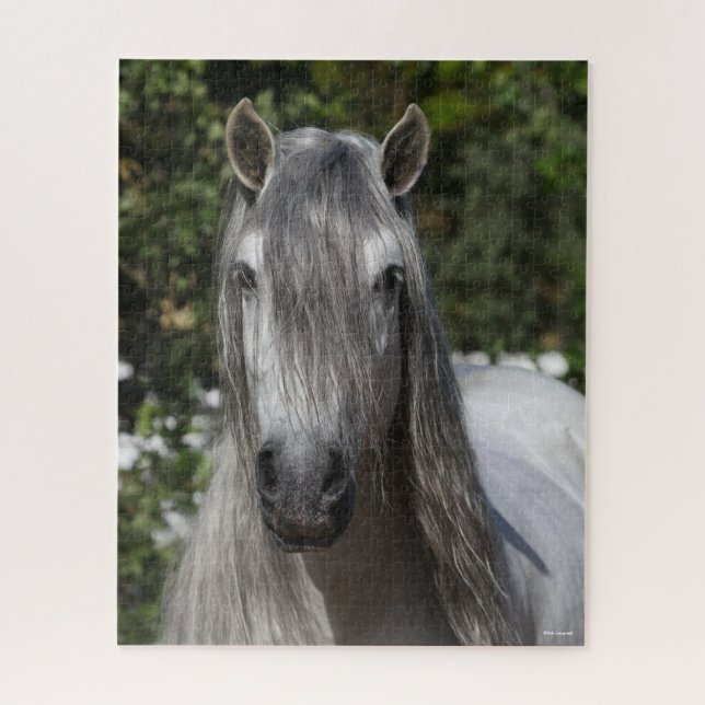 Bob Langrish | Grauer andalusischer Stallion-Heads (Vertikal)