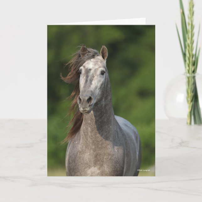 Bob Langrish | Grauer andalusischer Stallion Heads Karte (Vorderseite)