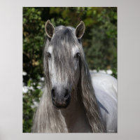 Bob Langrish | Grauer andalusischer Stallion-Heads