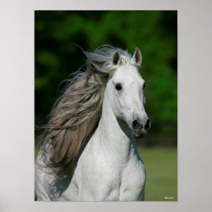 Bob Langrish   Grauer andalusischer Stallion-Heads Poster