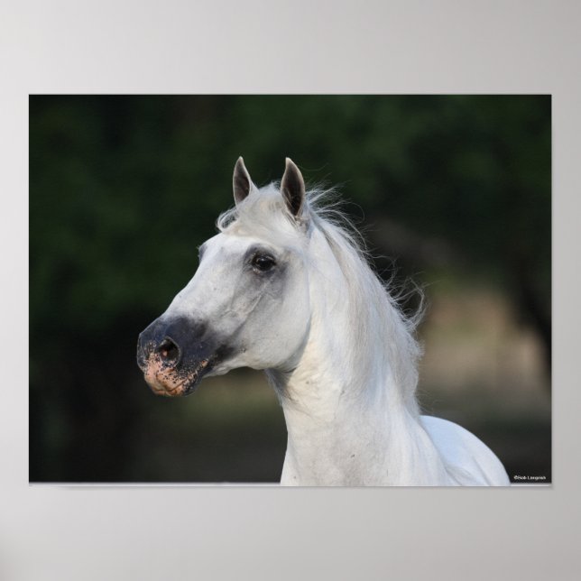 Bob Langrish | Grauer andalusischer Stallion Heads Poster (Vorne)