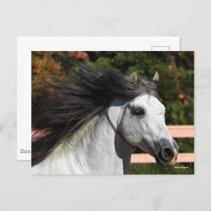 Bob Langrish Grauer andalusischer Stallion Heads Postkarte