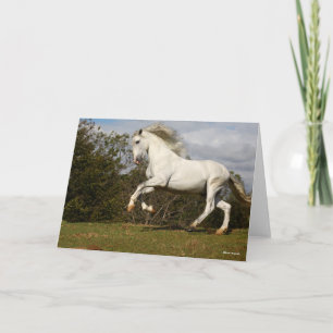 Bob Langrish Grauer andalusischer Stallion sprin Karte