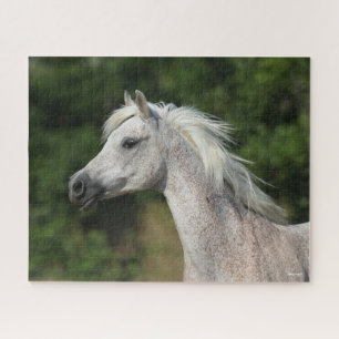 Bob Langrish   Grauer arabischer Headshot