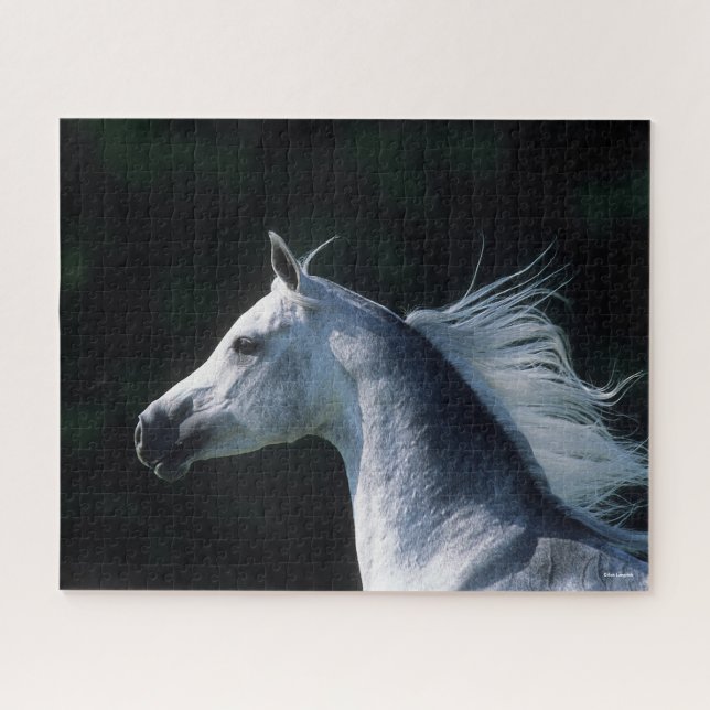 Bob Langrish | Grauer arabischer Headshot 3 (Horizontal)