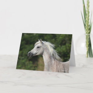 Bob Langrish   Grauer arabischer Headshot Karte