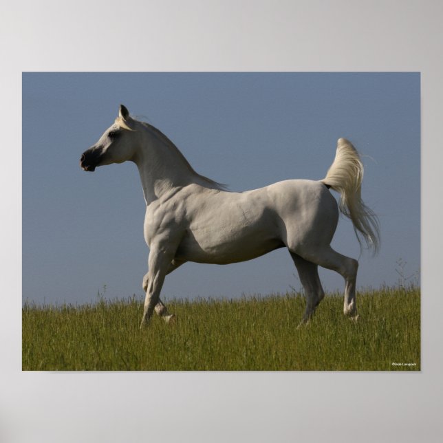 Bob Langrish | Grauer arabischer Hengst vor Ort Poster (Vorne)