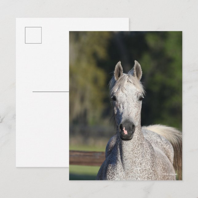 Bob Langrish | Grauer arabischer Kopfschuss Postkarte (Vorne/Hinten)