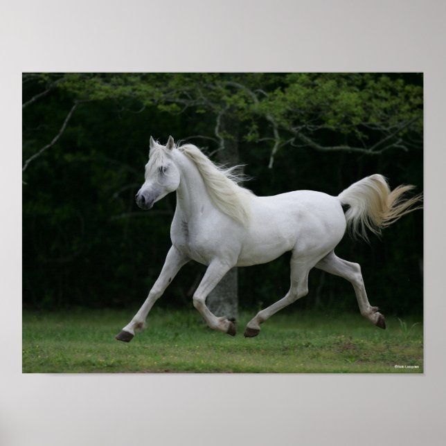 Bob Langrish | Grauer arabischer Running Poster (Vorne)