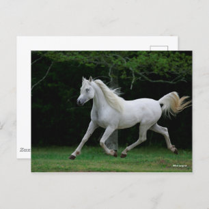 Bob Langrish Grauer arabischer Running Postkarte