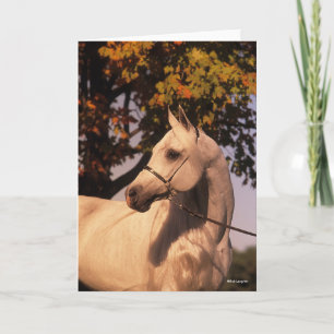 Bob Langrish Grauer arabischer Stallion Headshot Karte