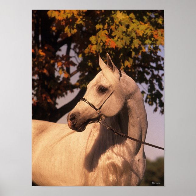 Bob Langrish | Grauer arabischer Stallion Headshot Poster (Vorne)