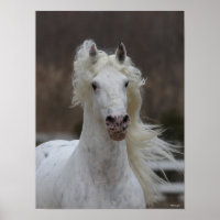 Bob Langrish | Grauer Friesian Appaloosa-Headshot