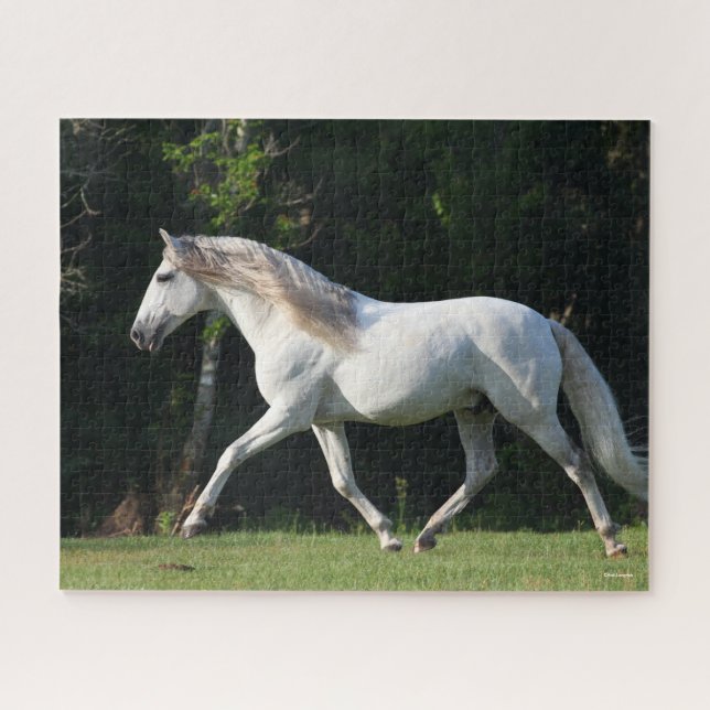 Bob Langrish | Grauer Lusitano Stallion (Horizontal)