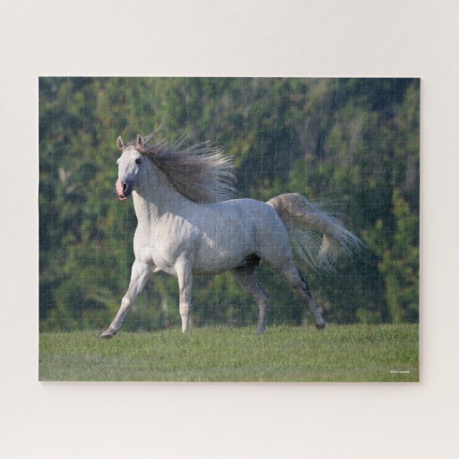 Bob Langrish | Grauer Lusitano-Stallion Running (Horizontal)