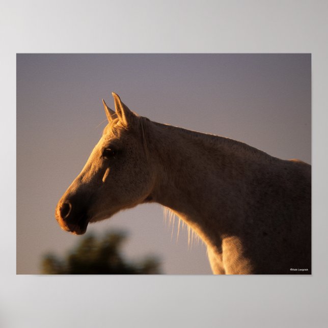 Bob Langrish | Grauer Stehender Backlit Headshot Poster (Vorne)